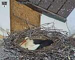 Capi_Dubne_20260507_093002.jpg
