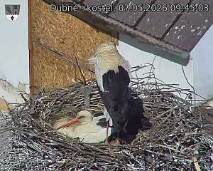Capi_Dubne_20260507_094503.jpg (1350&nbsp;x&nbsp;1080)