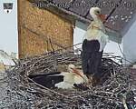 Capi_Dubne_20260507_105003.jpg