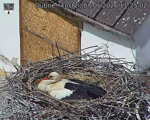 Capi_Dubne_20260507_112502.jpg (1350&nbsp;x&nbsp;1080)