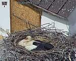 Capi_Dubne_20260507_113004.jpg