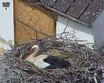 Capi_Dubne_20260507_120504.jpg