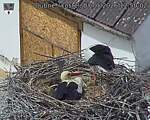 Capi_Dubne_20260507_125002.jpg