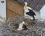 Capi_Dubne_20260507_130002.jpg