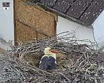 Capi_Dubne_20260507_131002.jpg