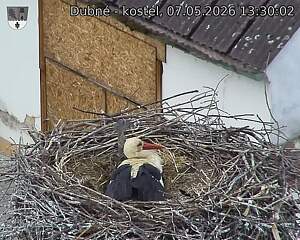 Capi_Dubne_20260507_133002.jpg (1350&nbsp;x&nbsp;1080)