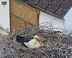 Capi_Dubne_20260507_135503.jpg