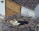 Capi_Dubne_20260507_142003.jpg