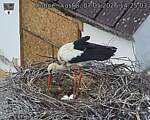 Capi_Dubne_20260507_142503.jpg