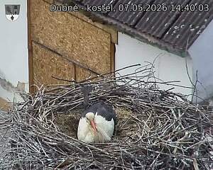 Capi_Dubne_20260507_144003.jpg (1350&nbsp;x&nbsp;1080)