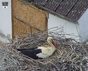 Capi_Dubne_20260507_162002.jpg (1350&nbsp;x&nbsp;1080)