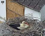 Capi_Dubne_20260507_165003.jpg