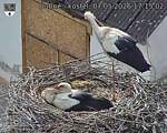 Capi_Dubne_20260507_171502.jpg