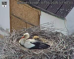 Capi_Dubne_20260507_174003.jpg (1350&nbsp;x&nbsp;1080)