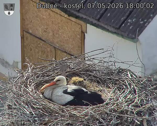 Capi_Dubne_20260507_180002.jpg (1350&nbsp;x&nbsp;1080)