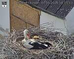Capi_Dubne_20260507_181503.jpg