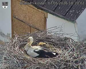 Capi_Dubne_20260507_182002.jpg (1350&nbsp;x&nbsp;1080)