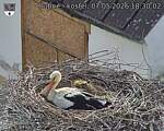 Capi_Dubne_20260507_183002.jpg