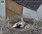 Capi_Dubne_20260507_184004.jpg