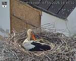 Capi_Dubne_20260507_184502.jpg