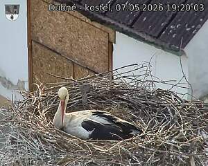 Capi_Dubne_20260507_192003.jpg (1350&nbsp;x&nbsp;1080)