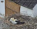 Capi_Dubne_20260507_192502.jpg
