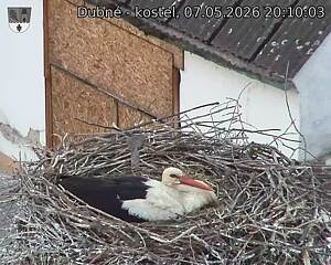 Capi_Dubne_20260507_201003.jpg (1350&nbsp;x&nbsp;1080)