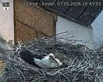 Capi_Dubne_20260507_204503.jpg