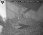 Capi_Dubne_20260507_215502.jpg