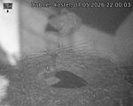 Capi_Dubne_20260507_220003.jpg