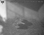 Capi_Dubne_20260507_224003.jpg