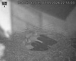 Capi_Dubne_20260507_225503.jpg