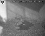 Capi_Dubne_20260507_231002.jpg