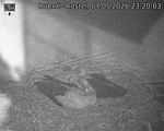 Capi_Dubne_20260507_232003.jpg