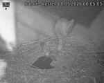 Capi_Dubne_20260508_000503.jpg