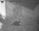 Capi_Dubne_20260508_001003.jpg
