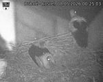Capi_Dubne_20260508_002503.jpg