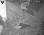 Capi_Dubne_20260508_005004.jpg