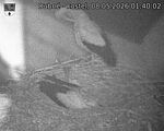 Capi_Dubne_20260508_014002.jpg
