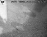 Capi_Dubne_20260508_015003.jpg