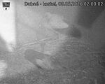 Capi_Dubne_20260508_020003.jpg
