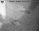 Capi_Dubne_20260508_021003.jpg
