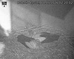 Capi_Dubne_20260508_022002.jpg