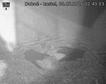 Capi_Dubne_20260508_024003.jpg