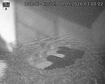 Capi_Dubne_20260508_030003.jpg