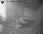 Capi_Dubne_20260508_030502.jpg