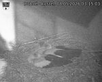 Capi_Dubne_20260508_031503.jpg