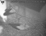 Capi_Dubne_20260508_032002.jpg