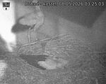 Capi_Dubne_20260508_032503.jpg