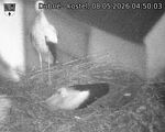Capi_Dubne_20260508_045003.jpg
